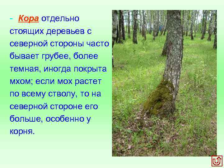 Особо стоит. Кора отдельно стоящих деревьев с Северной стороны. Ориентирование по коре деревьев. Кора деревьев с Северной стороны. Кора деревьев грубее с Северной стороны.